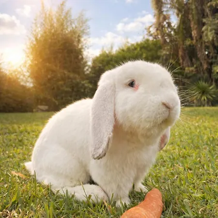 Bed & Breakfast Azores Bagus Surf &